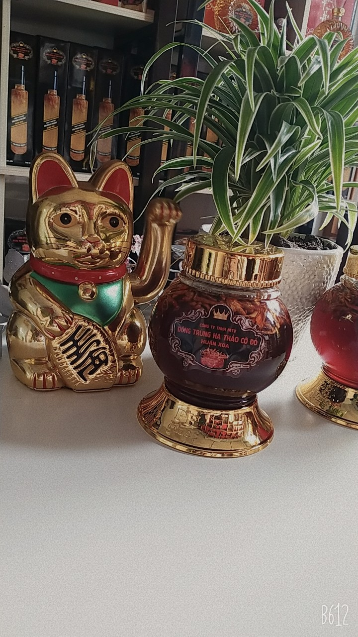 Đông trùng hạ thảo ngâm mật ong